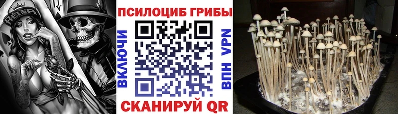 Купить закладки  Новозыбков  Галлюциногенные грибы ЛСД 